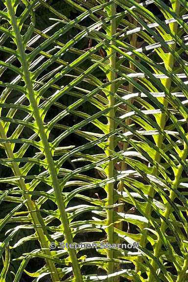 blechnum gibbum 10 graphic